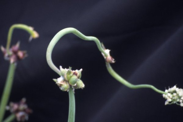 Кракен сайт что